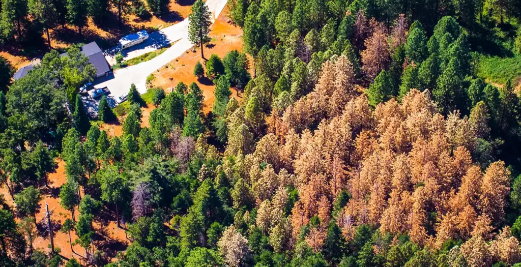Aerial view of forest showing some trees dying